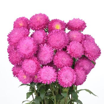 Callistephus chinensis 'Bonita Pink'