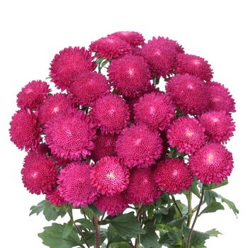 Callistephus chinensis 'Bonita Rose'