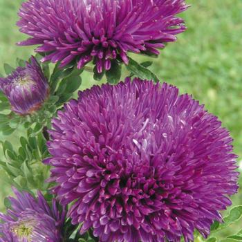 Callistephus chinensis 'Gala Purple'