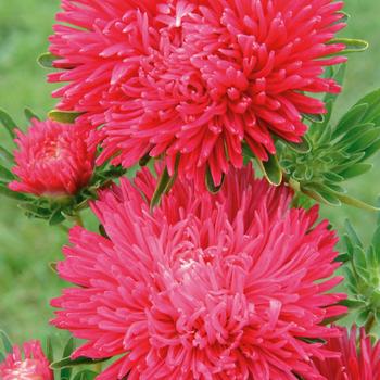 Callistephus chinensis 'Gala Scarlet'
