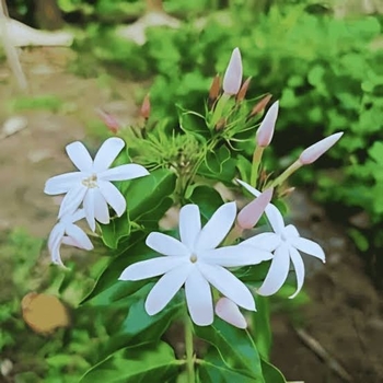 Jasminum multiflorum