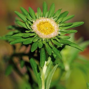 Callistephus chinensis 'Hulk' (299406)