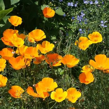 Eschscholzia californica '' (299411)