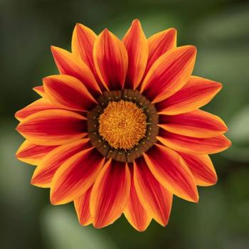 Gazania rigens Kiss™ 'Orange Flame' (299418)