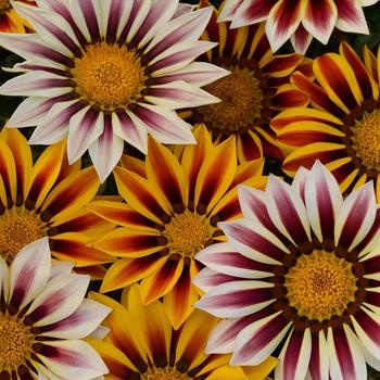 Gazania rigens New Day® 'Tiger Mixture'
