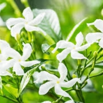 Jasminum sambac 'Belle of India' 