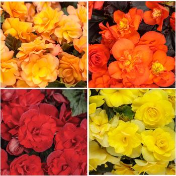 Begonia x hiemalis Solenia® '' (299441)