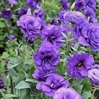 Eustoma grandiflorum 'Purple' 