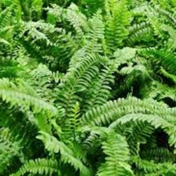 Nephrolepis exaltata 'Bostoniensis Compacta' 