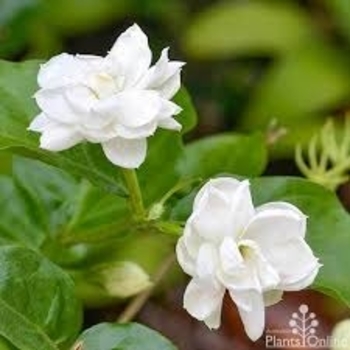 Jasminum sambac 'Grand Duke' 