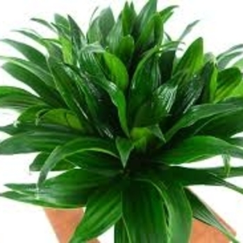 Dracaena deremensis 'Janet Craig' 