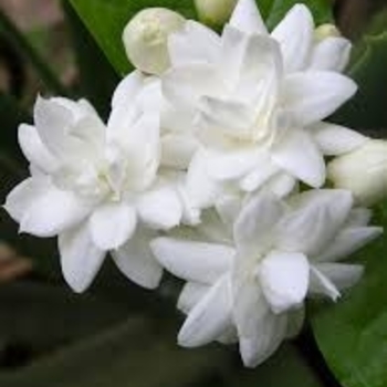 Jasminum sambac 'Maid of Orleans' 