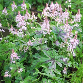 Tiarella 'Elizabeth Oliver' 