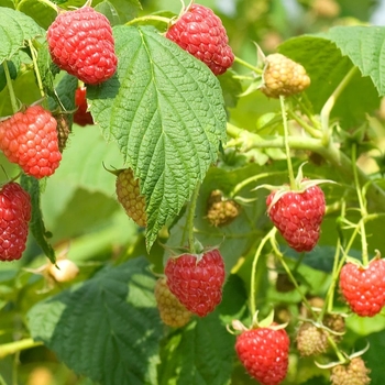 Rubus 'Polana' 