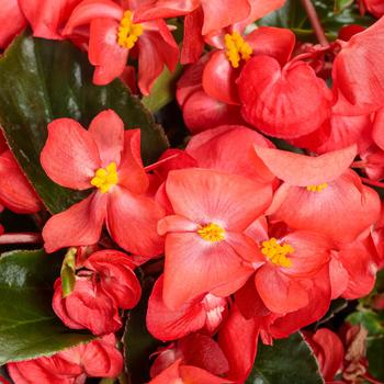 Begonia benariensis