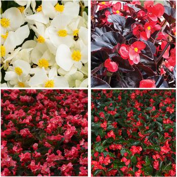 Begonia benariensis Surefire® '' (299463)