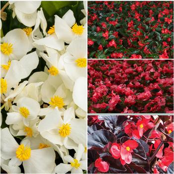 Begonia benariensis