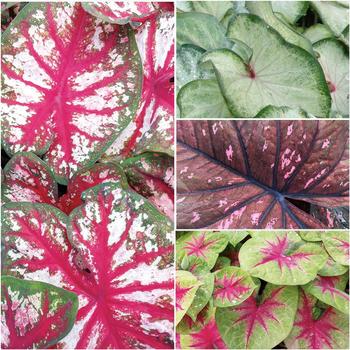 Caladium hortulanum