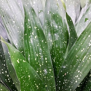 Aspidistra elatior 'Milky Way' 