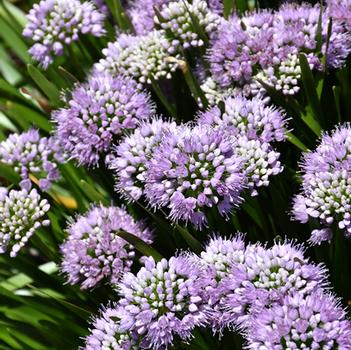 Allium 'MGsmmpkb13' 