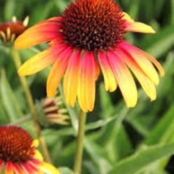 Echinacea purpurea 'Fiery Meadow Mama™' 