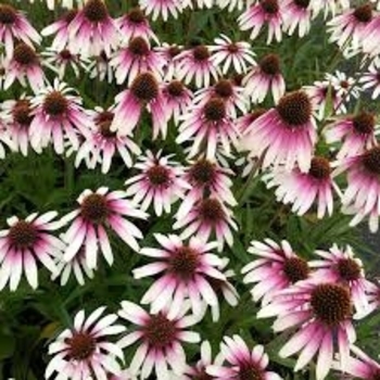 Echinacea 'JS Engeltje' PP31675