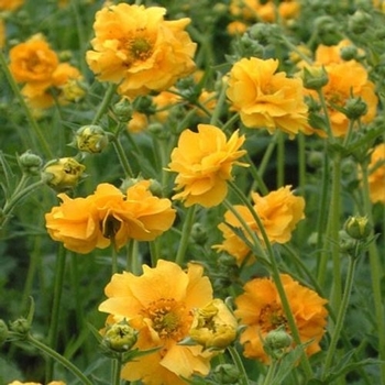 Geum chiloense 'Lady Stratheden' 