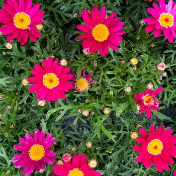 Argyranthemum 'Buttermint' 