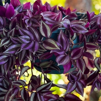 Tradescantia 'Multiple Varieties' 