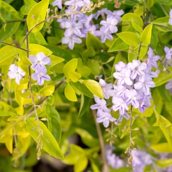 Duranta erecta