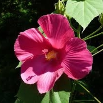 Hibiscus mutabilis