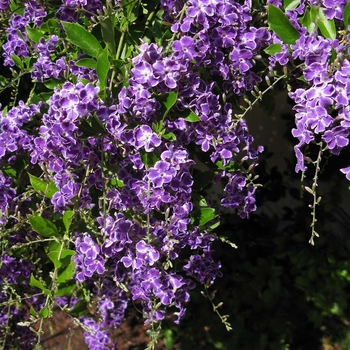 Duranta erecta 'Sapphire Showers' 