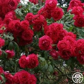 Rosa 'Blaze' 