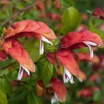 Justicia brandegeana 'Red Pinecone' 