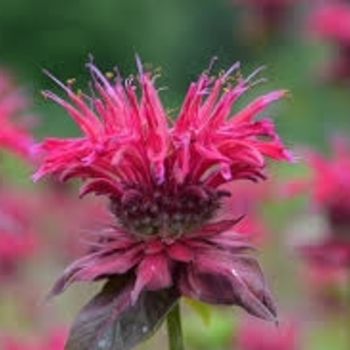Monarda 'Judith's Fancy Fuchsia' 