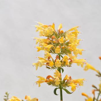 Agastache Sunrise™ Yellow Improved