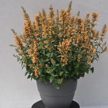 Agastache Sunrise™ '' (299556)