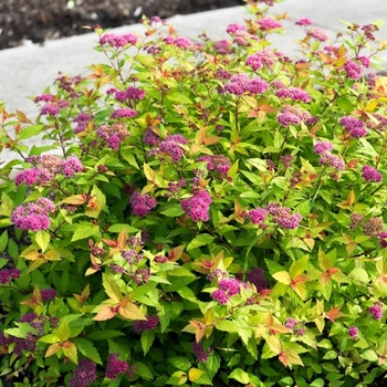 Spiraea japonica 'Matgold' PP28876, CPBR5634