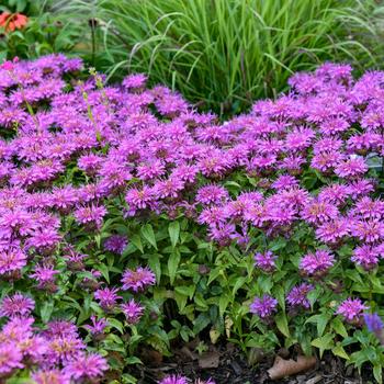 Monarda didyma 'Pardon My Lavender II' (299560)