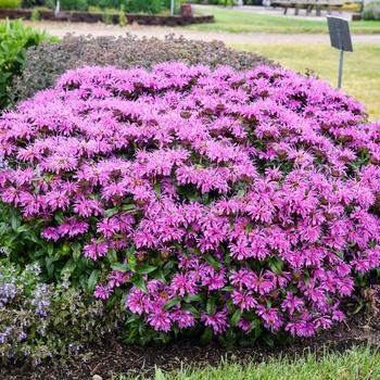 Monarda didyma 'Pardon My Lavender II' (299561)