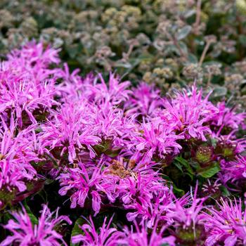 Monarda didyma 'Pardon My Lavender II' 