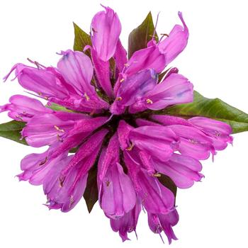 Monarda didyma 'Pardon My Lavender II' (299564)