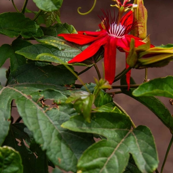 Passiflora edulis