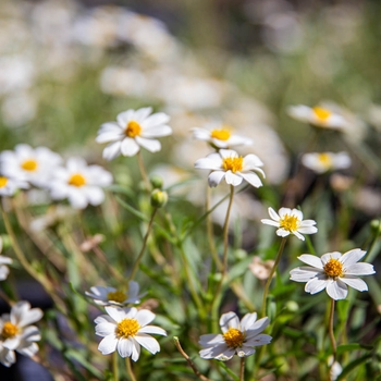 Melampodium leucantheum