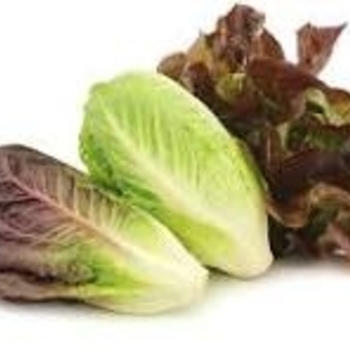 Lactuca sativa 'Parris Island (Cos)' 