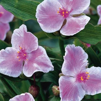 Tradescantia Andersoniana Group 'Pink Chablis' 