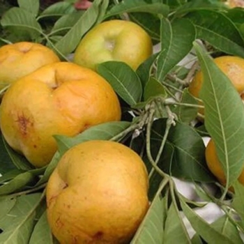 Casimiroa edulis