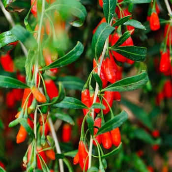 Lycium barbarum 'Firecracker' 