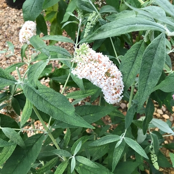 Buddleia davidii 'Silver Frost' 