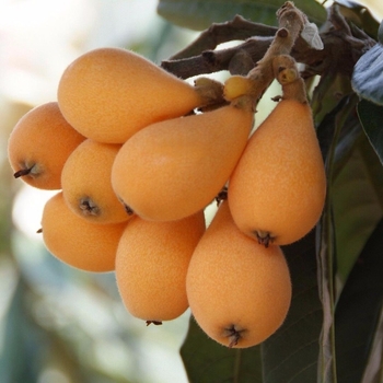 Eriobotrya japonica